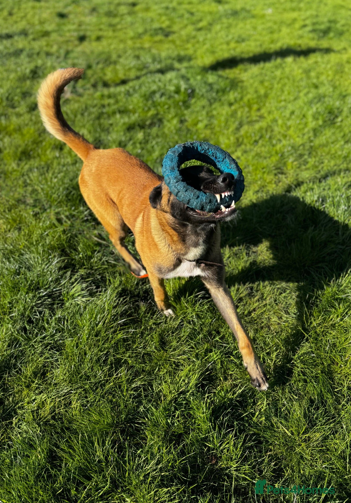Belgian Shepherd Dog dogs 14 month old male Malinois  - Advert 2