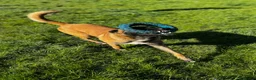 Belgian Shepherd Dog dogs for sale: 14 month old male Malinois  - Advert 2