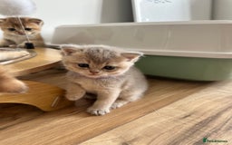 British Shorthair cats for sale: GCCF BSH fluffy kittens - Image 7