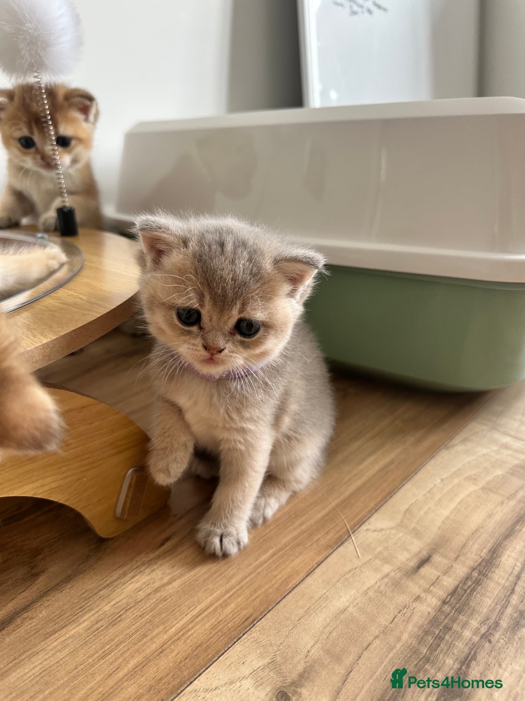 British Shorthair cats for sale: GCCF BSH fluffy kittens - Image 7