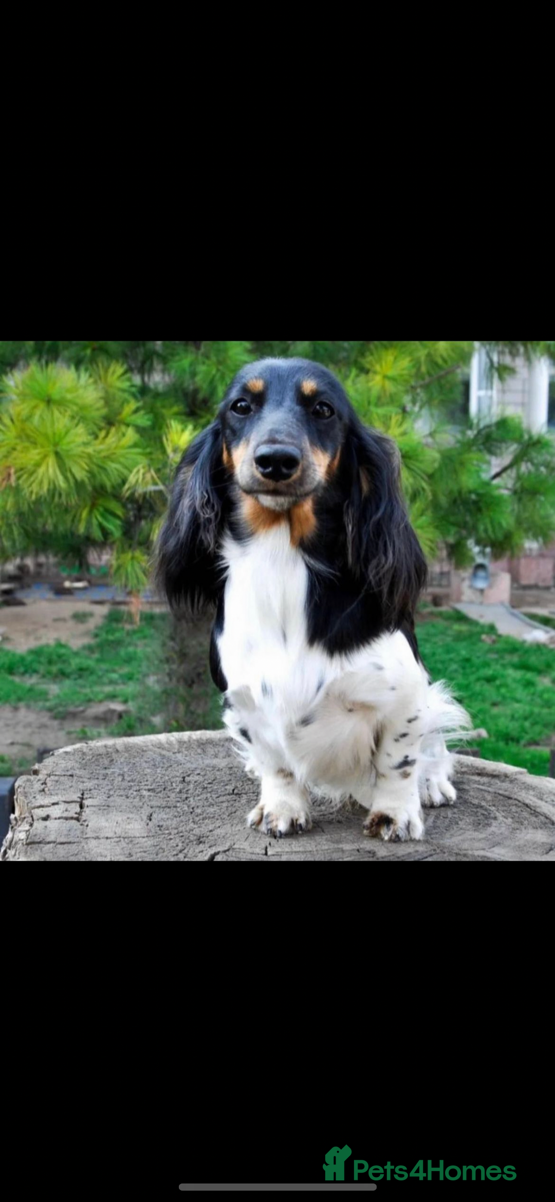 Dachshund dogs for sale: Tiny long haired piebald dachshunds for sale ! - Image 30