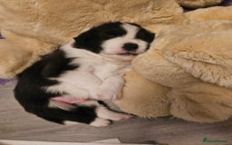 Border Collie dogs for sale: B. C. Puppies black and white kc reg - Advert 19