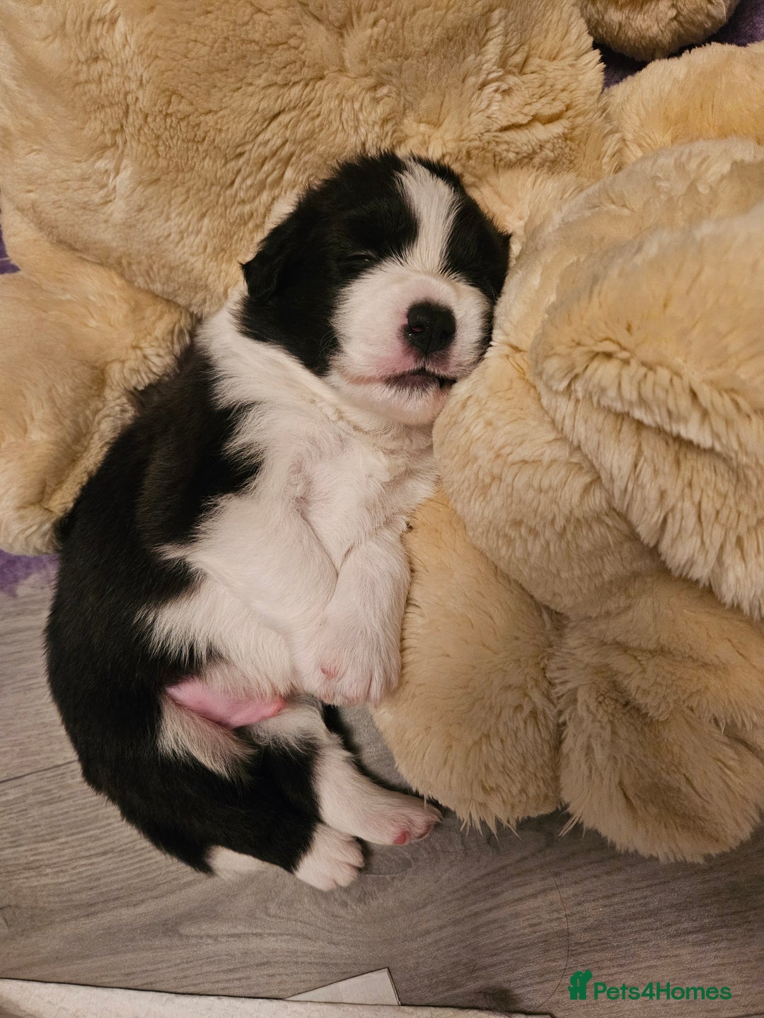 Border Collie dogs for sale: B. C. Puppies black and white kc reg - Advert 19