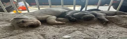 Cane Corso dogs for sale: Cane corso pups!  - Advert 3