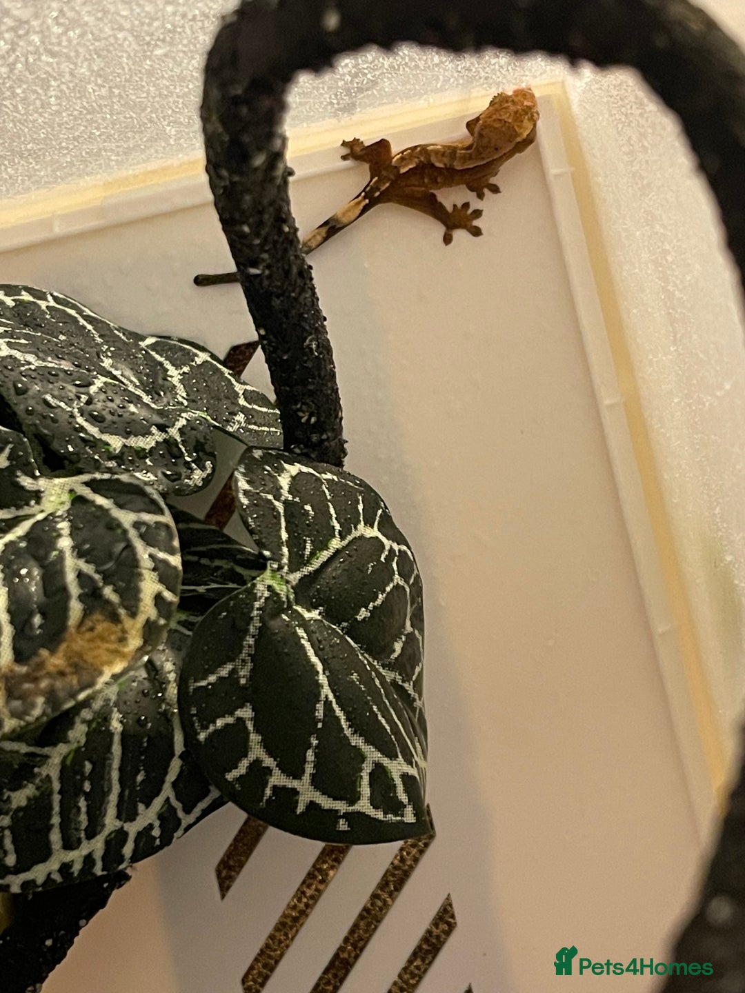 Gecko reptiles for sale: Crested gecko hatchlings  - Advert 3