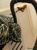 Gecko reptiles Crested gecko hatchlings - Advert 4