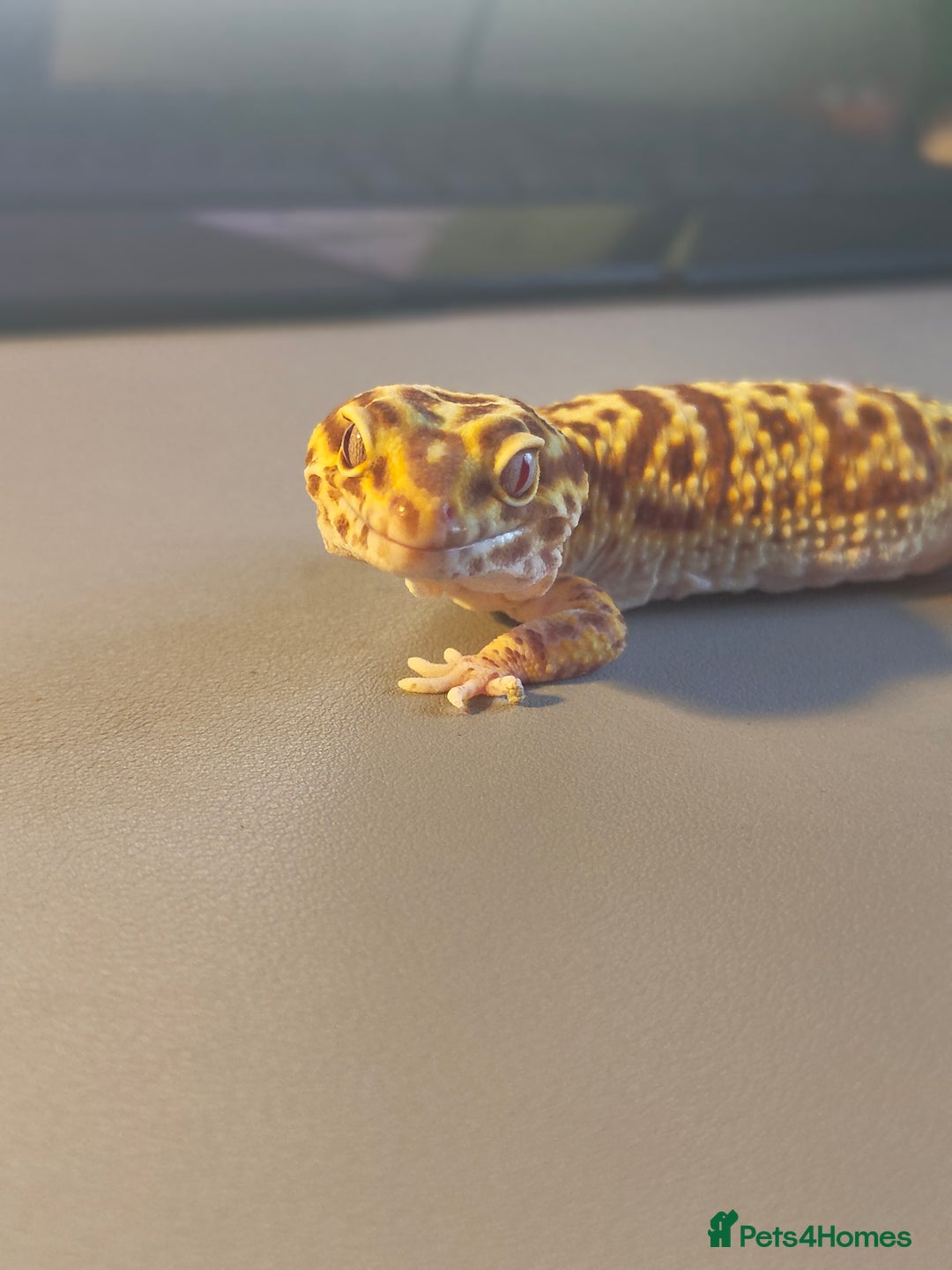 Leopard Gecko reptiles for sale: Leopard Gecko for rehoming - Image 2