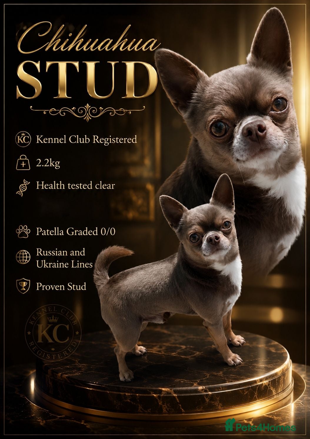Chihuahua dogs KC reg-Health tested-PROVEN  - Advert 22