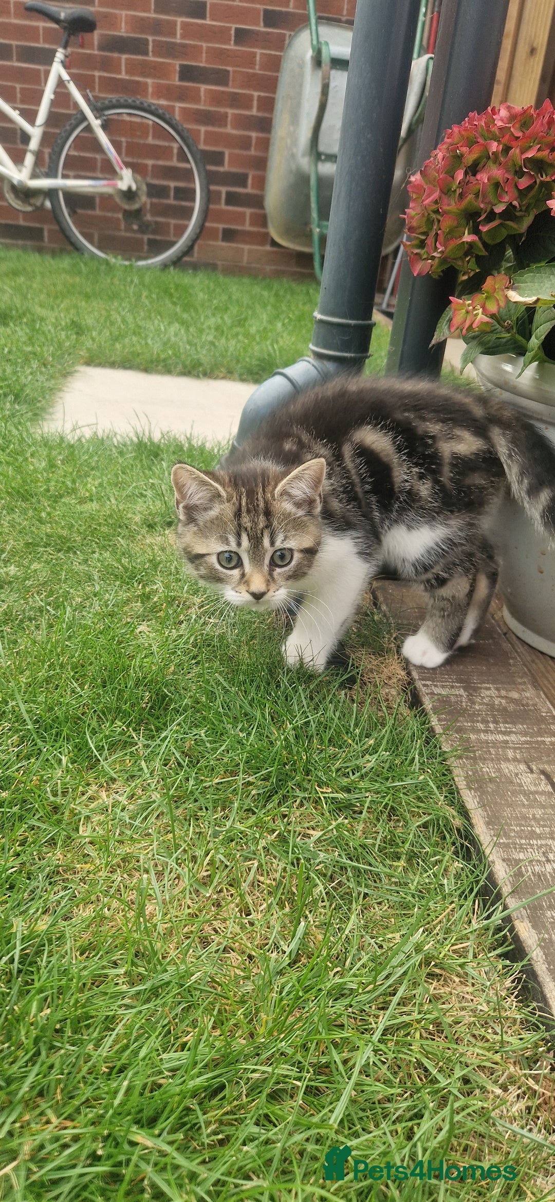 British Shorthair cats for sale: Cute british-shorthair kittens  - Image 21