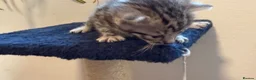 Bengal cats for sale: Stunning Bengal Kittens | TICA Bloodlines - Advert 7