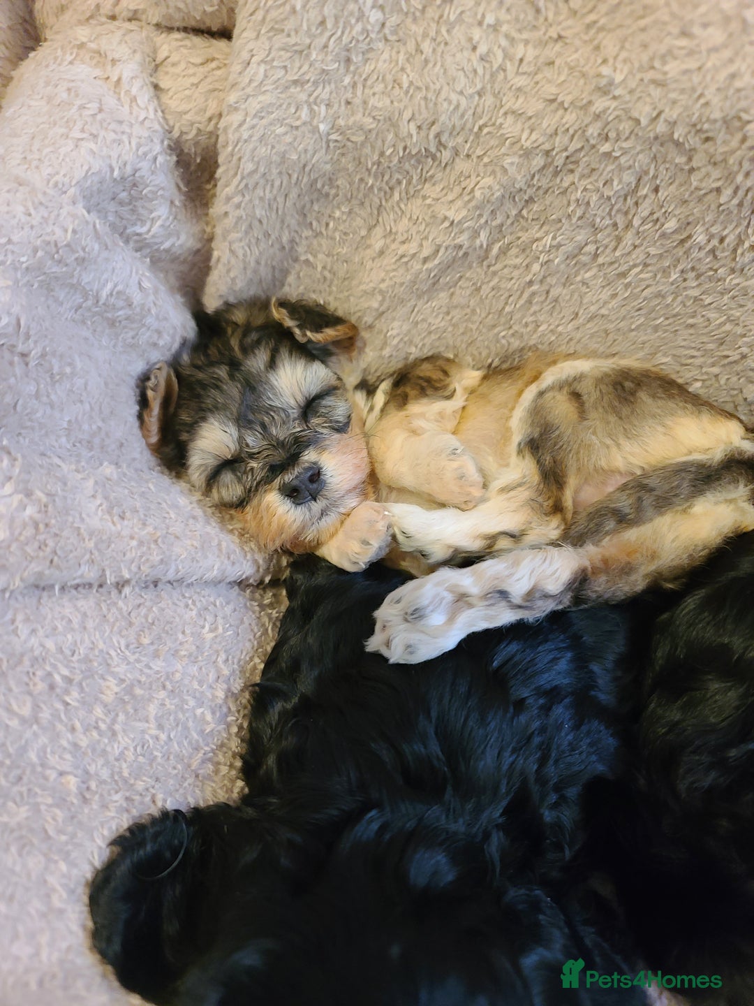 Cockapoo dogs for sale: Super Socialised F1 Cockapoo Puppies. DNA TESTED.  - Image 6