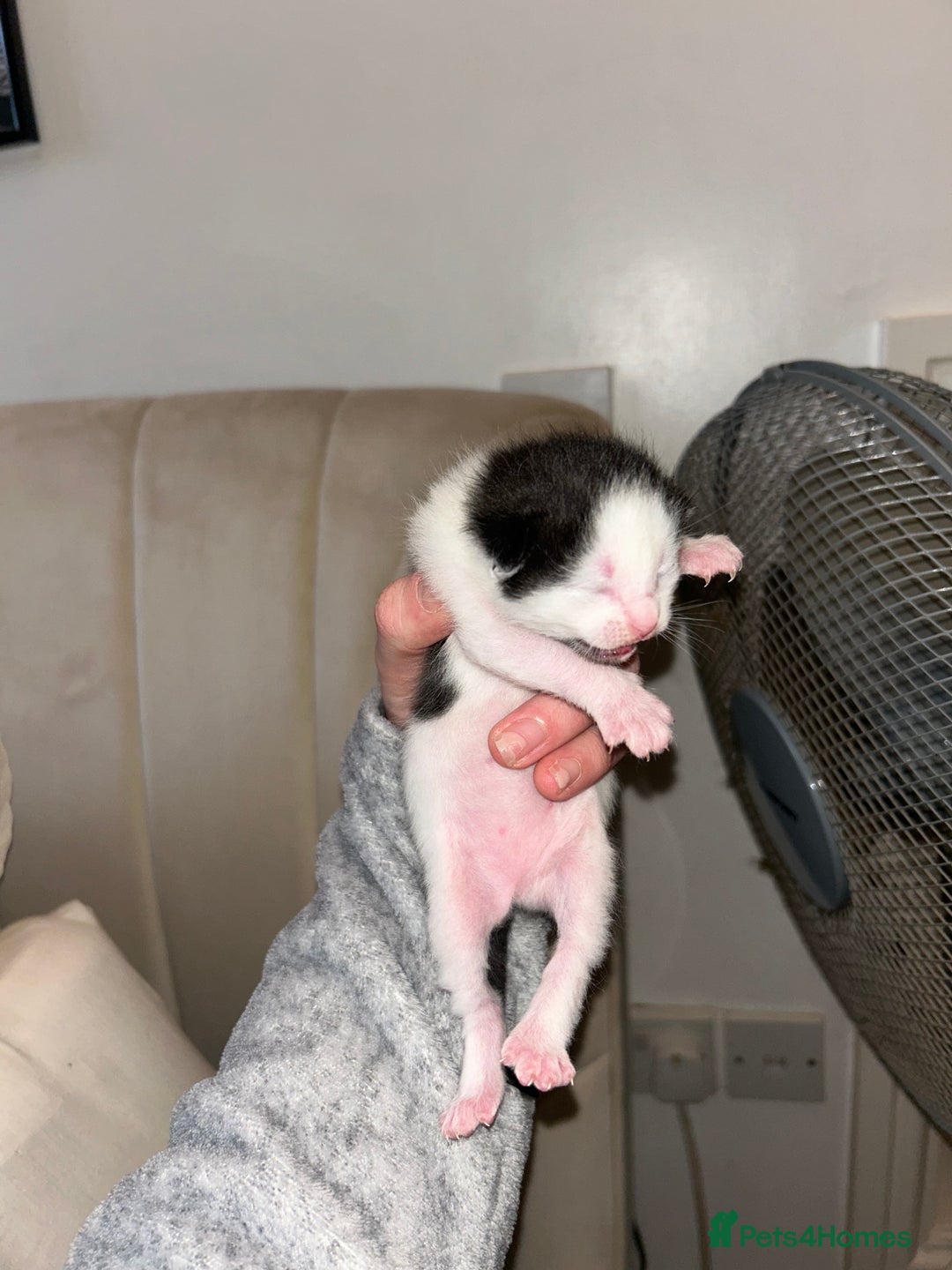 British Shorthair cats for sale: two female black and white kittens - Image 6