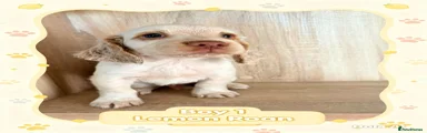 Cocker Spaniel 1