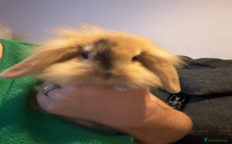 Lionhead rabbits - Advert 2