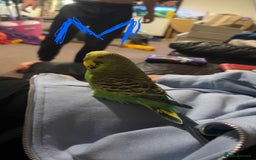Budgerigars birds for sale: Male and female Budgies (unsure of exact age)? - Image 4
