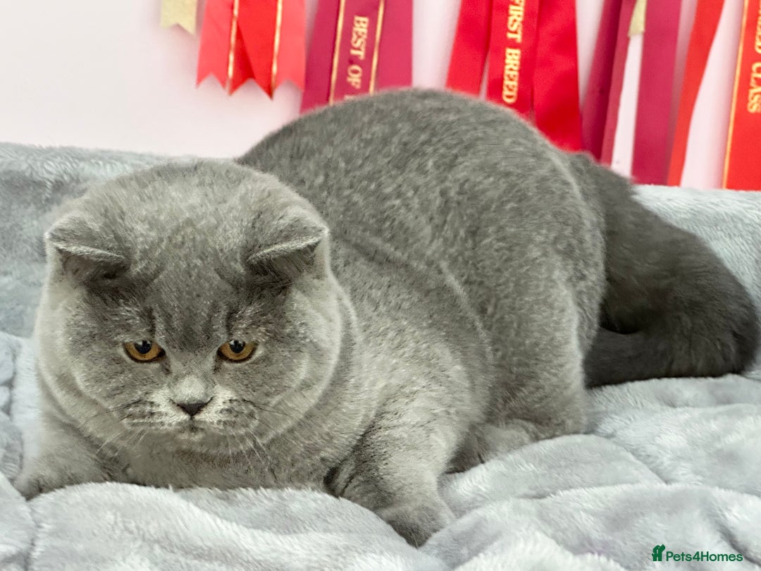 British Shorthair cats for sale: Gorgeous British Femal - Advert 3