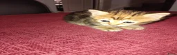 Mixed Breed cats for sale: 3 kittens looking for new home  - Advert 6