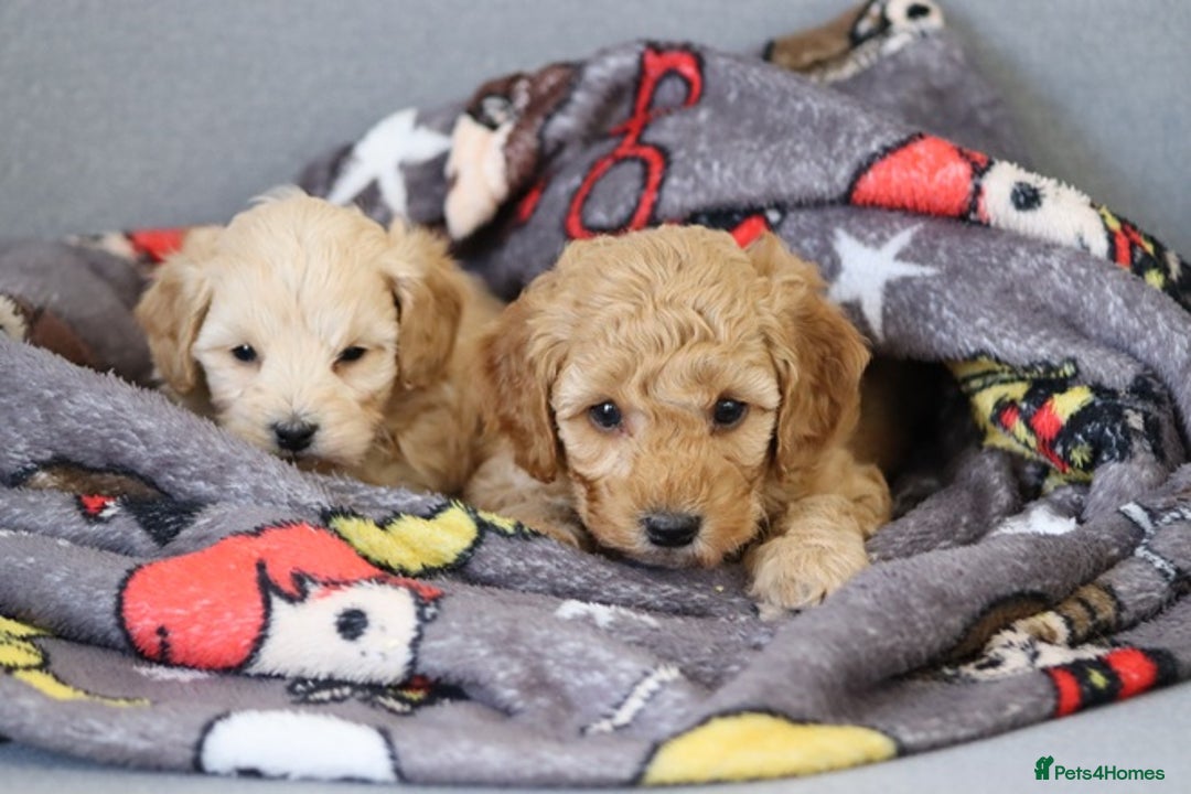 Cavapoochon dogs for sale: Cavapoochon puppies for sale - Advert 23