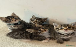 Mixed Breed cats for sale: Beautiful Tabby Kittens❤️ - Image 1