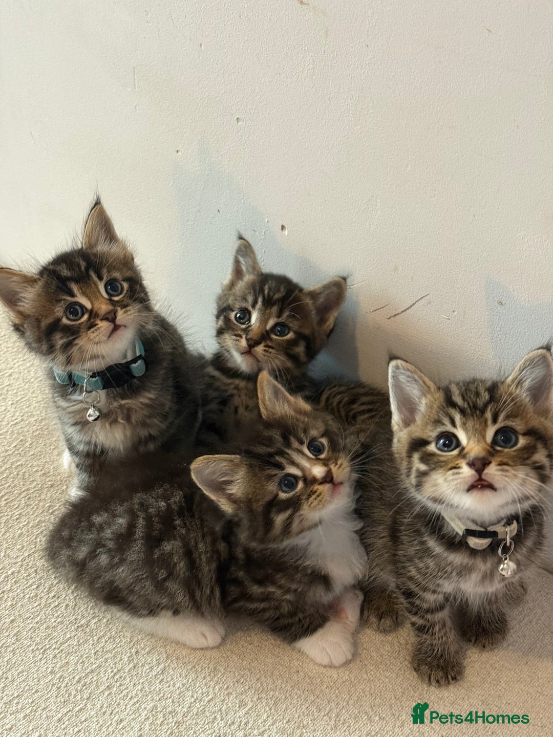 Mixed Breed cats for sale: Beautiful Tabby Kittens❤️ - Image 1