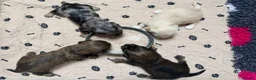 Miniature Dachshund dogs for sale: KC Reg Longhaired Miniature Dachshunds  in Johnstone - Advert 13