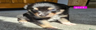 Border Collie Puppy 1