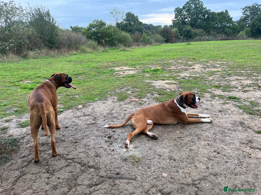 Boxer dogs for sale: Beautiful Boxer Puppies  🐾 - Image 8