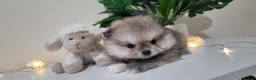 Pomeranian dogs for sale: Puppies  - Advert 3