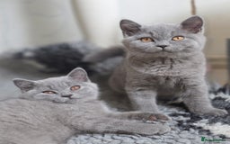 British Shorthair cats for sale: READY 1 boy Pedigree British shorthair  - Image 10