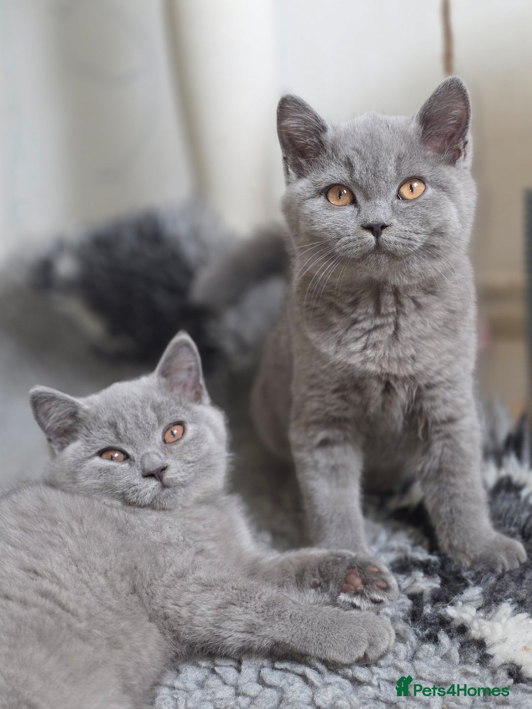 British Shorthair cats for sale: READY 1 boy Pedigree British shorthair  - Image 10