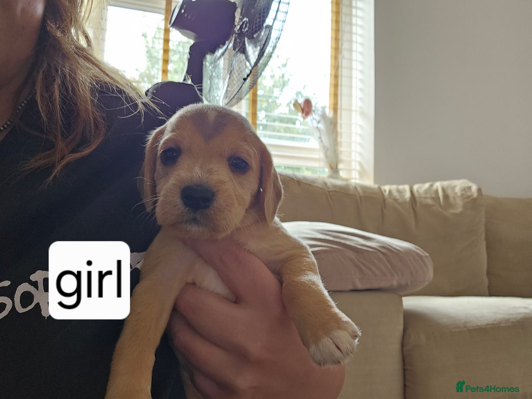 Mixed Breed dogs for sale: Mixed breed puppies for sale - Image 4