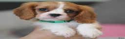 Cavalier King Charles Spaniel dogs for sale: KC Health Tested Cavalier King Charles Spaniel Pup - Advert 5