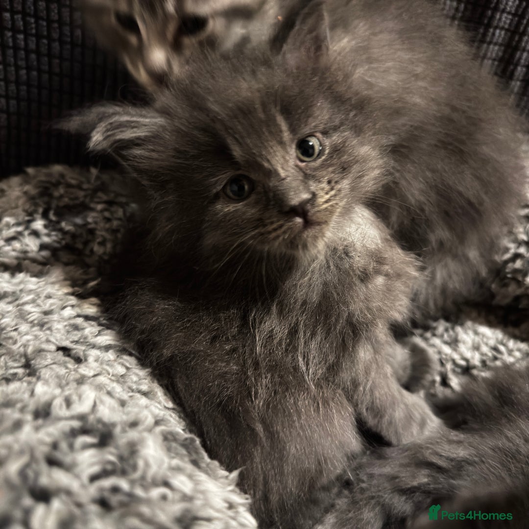 Maine Coon cats for sale: Stunning blue smoke female - GCCF Conancoon - Advert 1