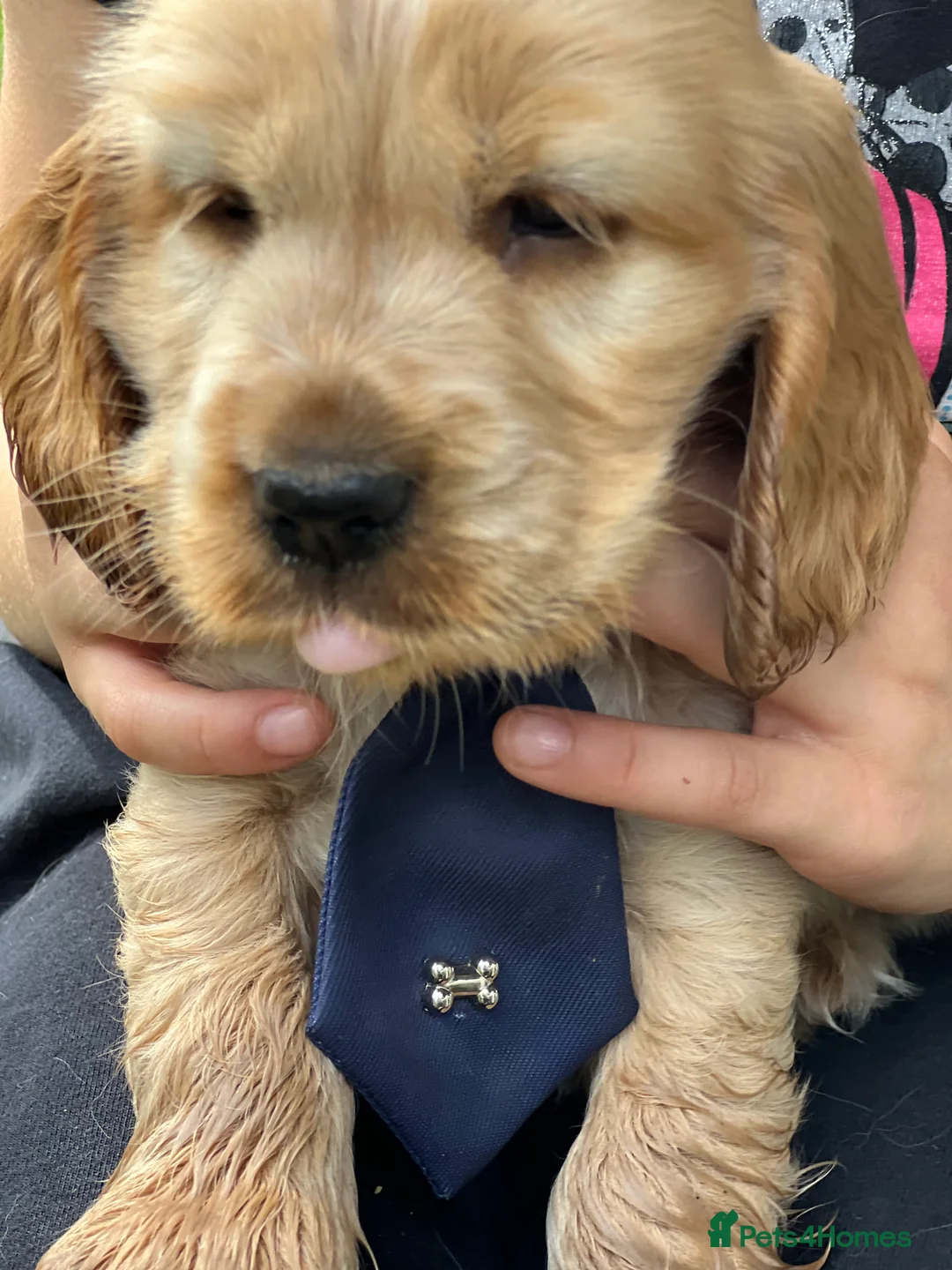 Cocker Spaniel dogs for stud: Gorgeous proven show cocker for stud - Advert 4