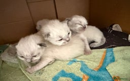 Ragdoll cats for sale: Ragdolls🐈 - Image 6