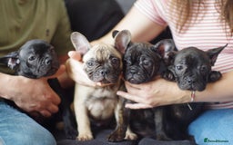 French Bulldog dogs for sale: (Reduced price)Adorable French bulldog Puppy in Bicester - Image 8