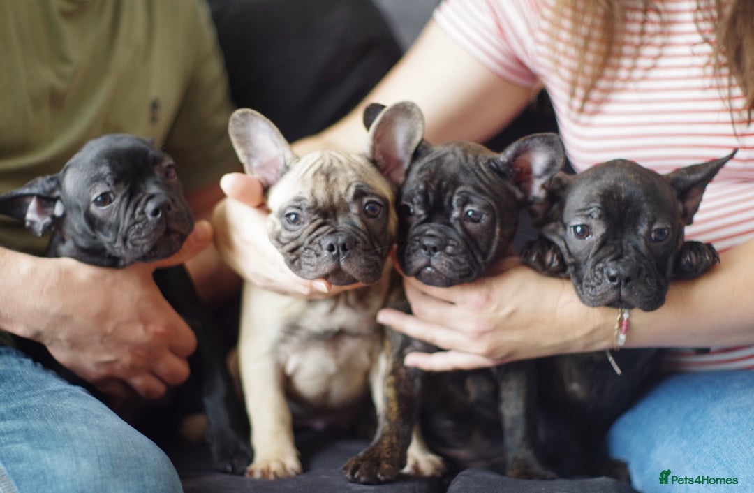 French Bulldog dogs for sale: (Reduced price)Adorable French bulldog Puppy in Bicester - Image 8