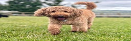 Labradoodle dogs for stud: Bailey the stud  in Glasgow - Advert 6