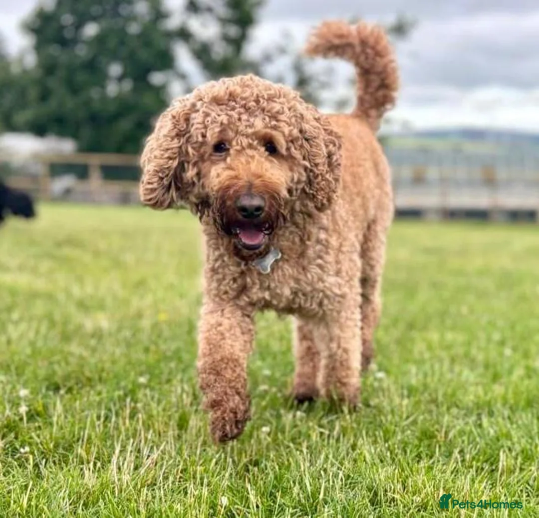 Labradoodle dogs for stud: Bailey the stud  in Glasgow - Advert 6