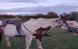 Spanish Sporthorse horses for sale: Super safe mare - Image 3