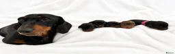 Miniature Dachshund dogs for sale: Stunning Miniature Dachshunds - Advert 1