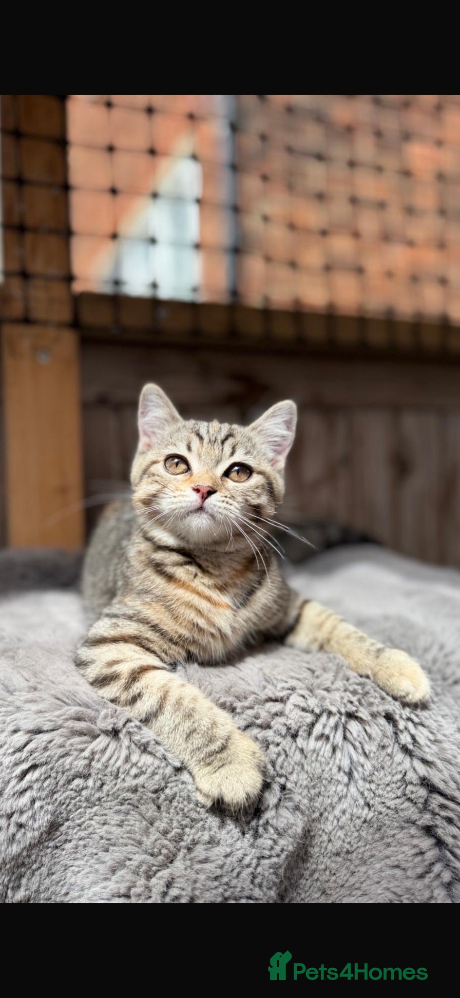 British Shorthair cats Ready to go!!! - Advert 1