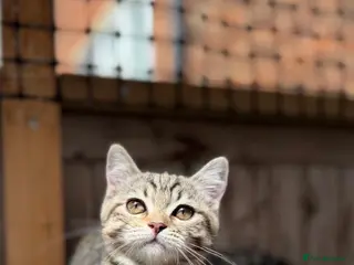 British Shorthair cats Ready to go!!! - Advert 1