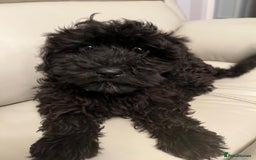 Cockapoo dogs for sale: 2 male Cockapoo puppies remaining - ready to leave in Beccles - Image 12