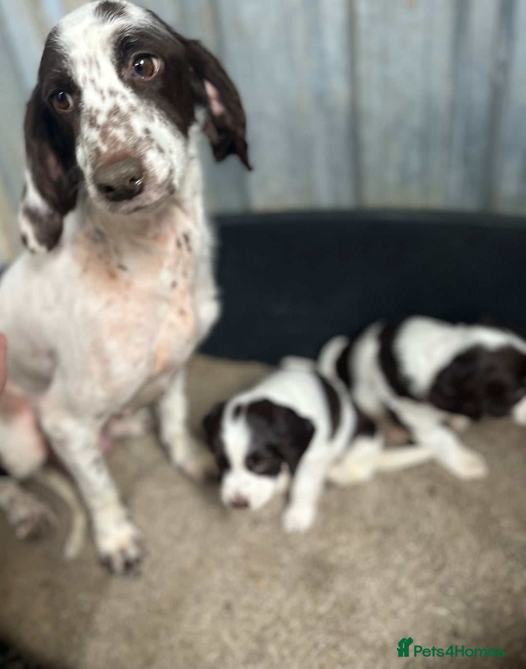 Cocker Spaniel dogs for sale: 2 boy spaniel puppies - Image 6