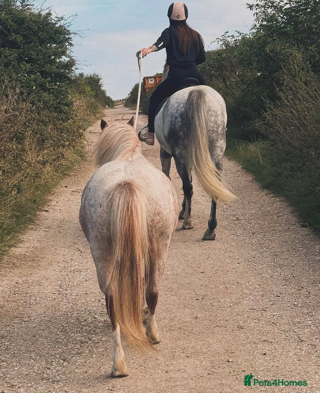 Welsh Section A horses for sale: Toni The Pony 10.3hh Mare 🦄 - Image 10