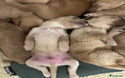 Cockapoo dogs for sale: F2 cockapoo’s for sale! 🌟  - Advert 10