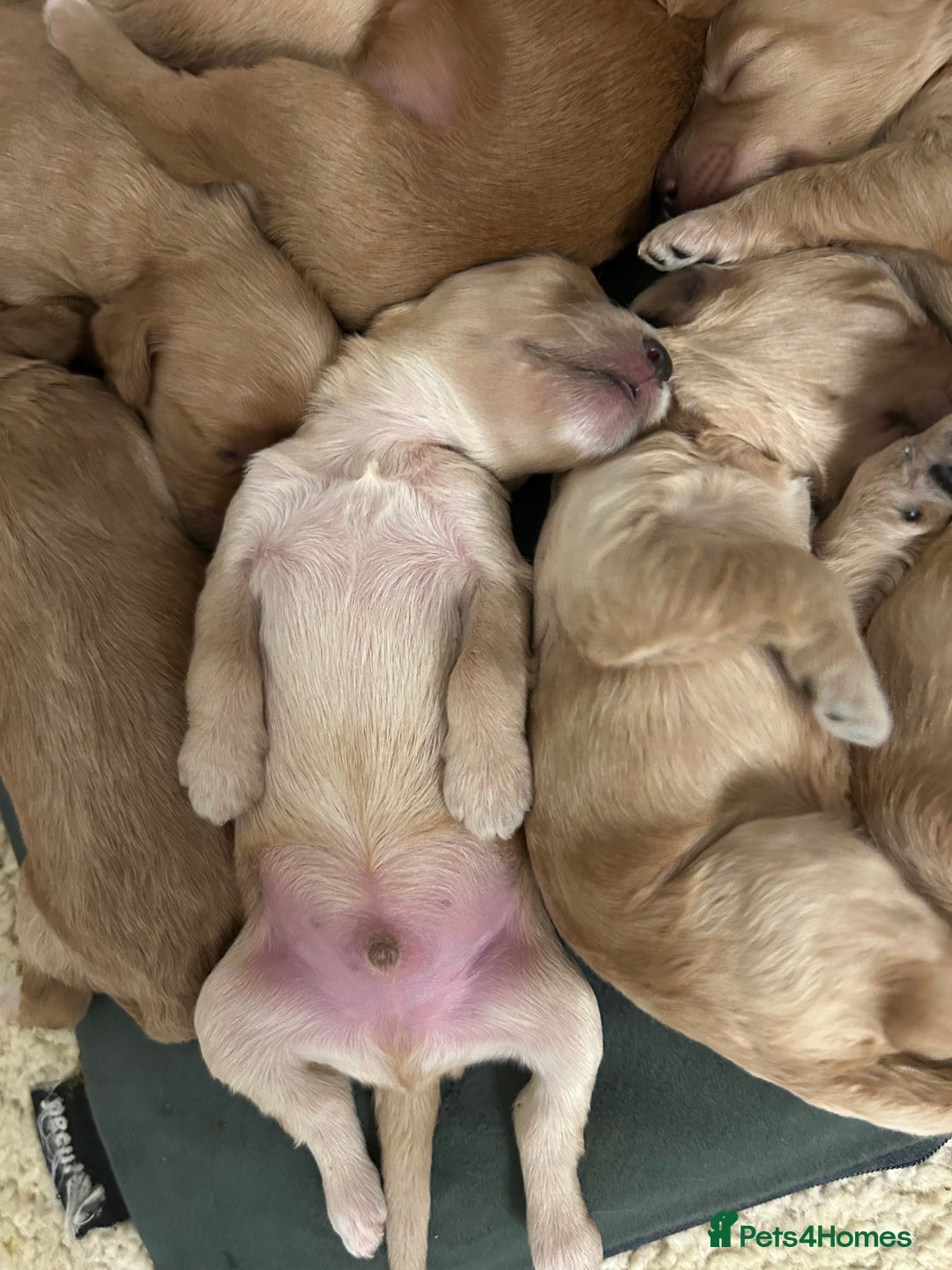 Cockapoo dogs for sale: F2 cockapoo’s for sale! 🌟  - Advert 10