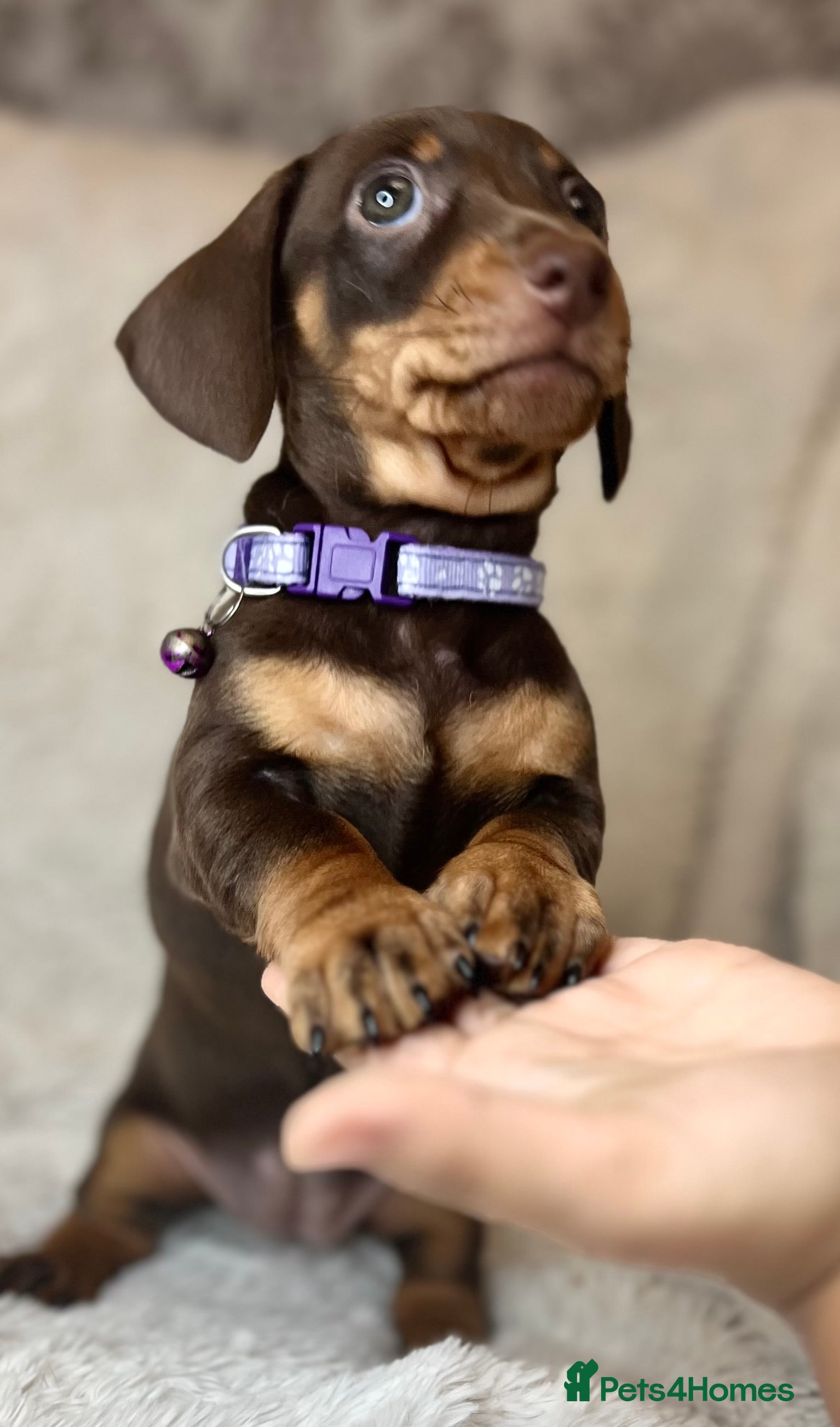Dachshund dogs LAST ONE- Dachshund female puppy - last one - Advert 6