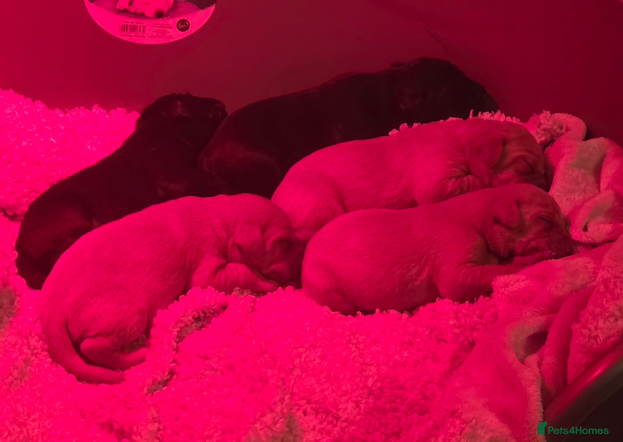 Labrador Retriever dogs for sale: 2 Non KC Labrador puppies in Withernsea - Advert 1